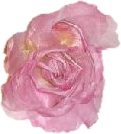 Dark Pink Lena Rose