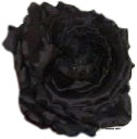 Black Heaven Rose