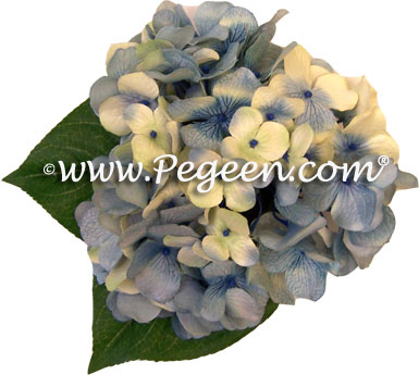 Hydrangea