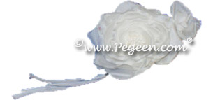 White Trailing Rose