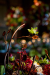 Mountain Wedding Flowers